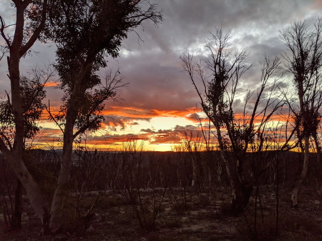 Sunset through the burnt trees between Mount Tomah and Lithgow