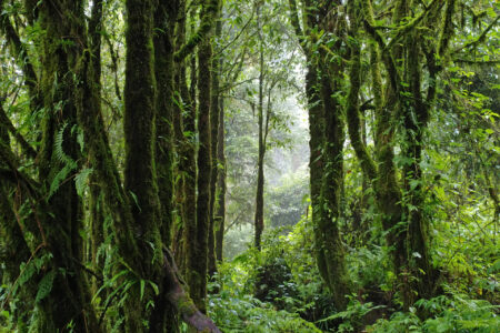 ​Forest in Thailand. Photo by Travis Duerksen.