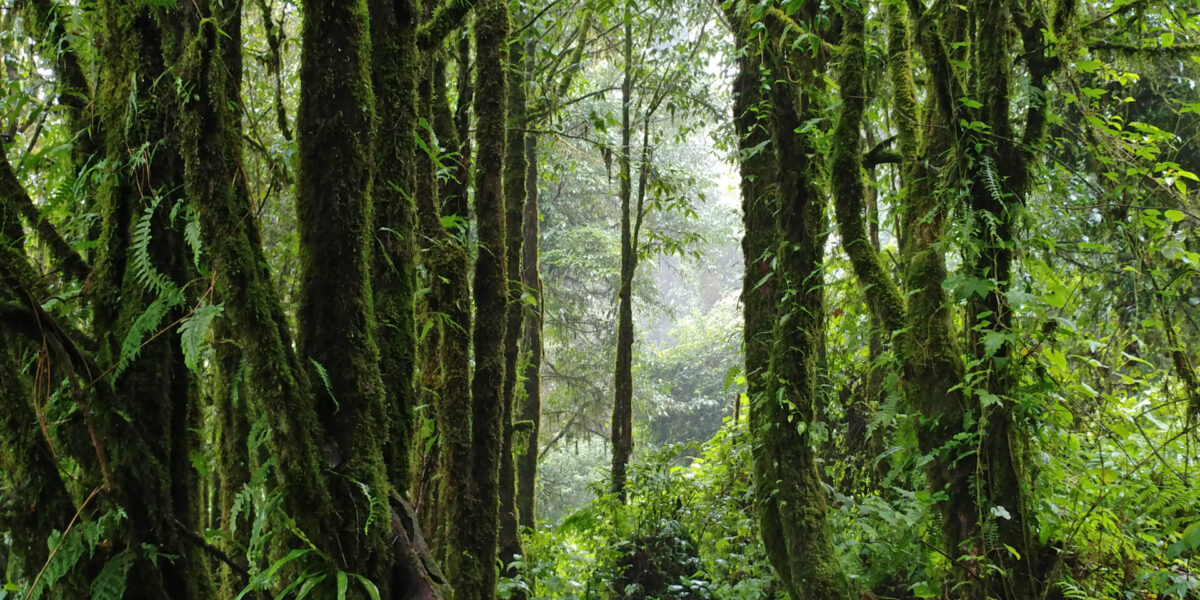 ​Forest in Thailand. Photo by Travis Duerksen.