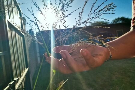 ​A hand reaches out to touch pasto de laguna (lagoon grass). This photo comes from a photography workshop