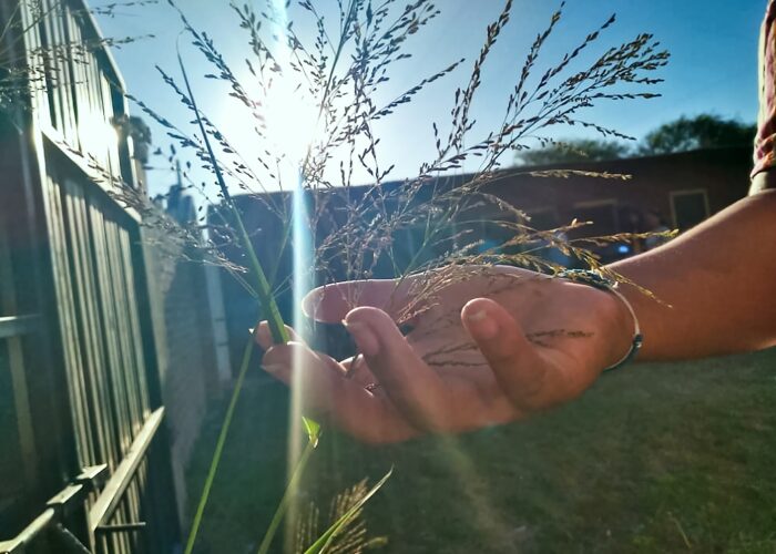 ​A hand reaches out to touch pasto de laguna (lagoon grass). This photo comes from a photography workshop
