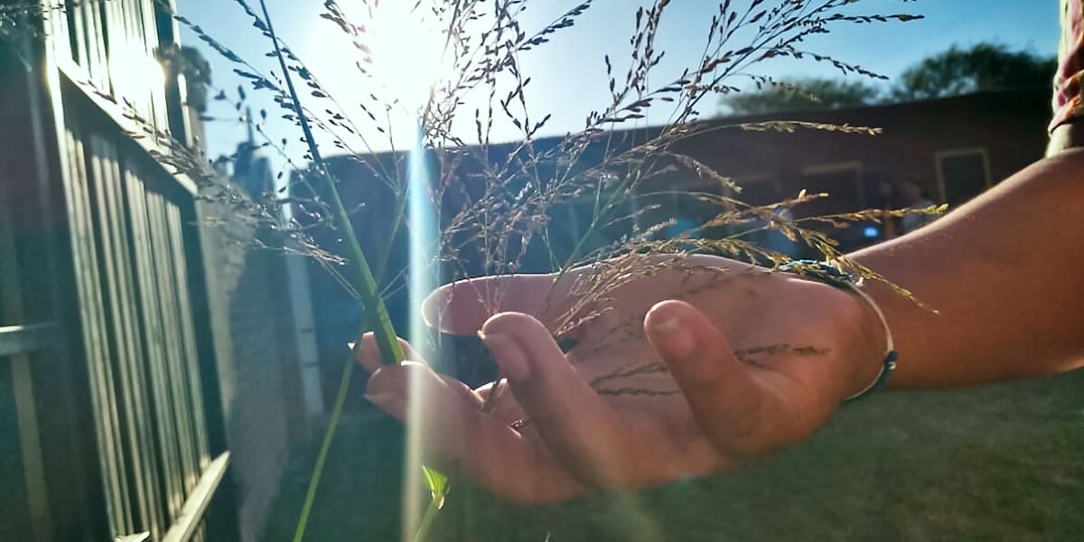 ​A hand reaches out to touch pasto de laguna (lagoon grass). This photo comes from a photography workshop