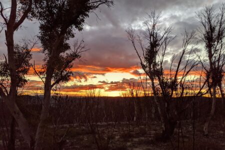 Sunset through the burnt trees between Mount Tomah and Lithgow