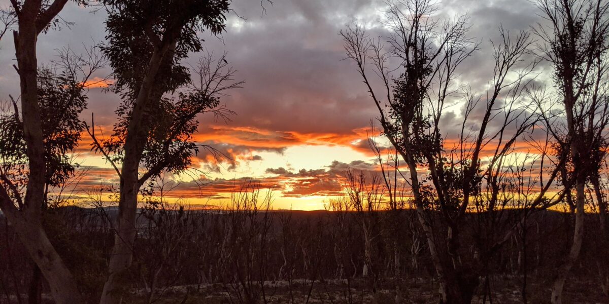 Sunset through the burnt trees between Mount Tomah and Lithgow