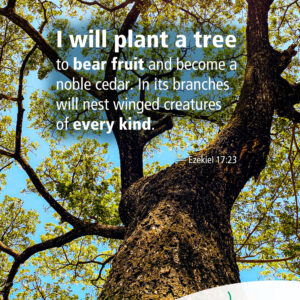 I will plant a tree