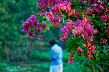 Flowers in Jagdeeshpur