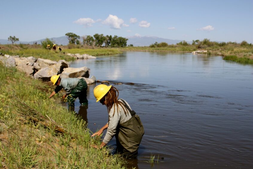 SCC-Planting-WIllows