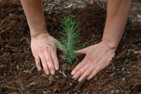 ?Making a will is like planting a tree in that it leaves a long-lasting legacy that will be felt far into the future. Photo by Pacific Southwest Forest Service