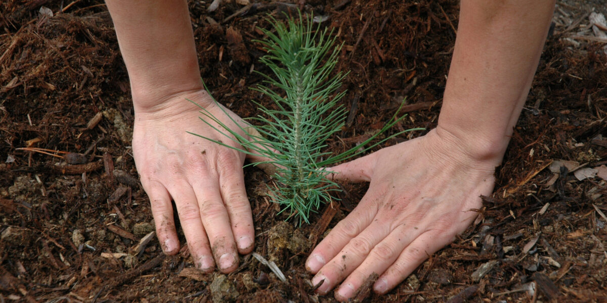 ?Making a will is like planting a tree in that it leaves a long-lasting legacy that will be felt far into the future. Photo by Pacific Southwest Forest Service