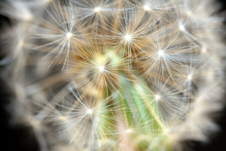 dandelion-details-1-1347366