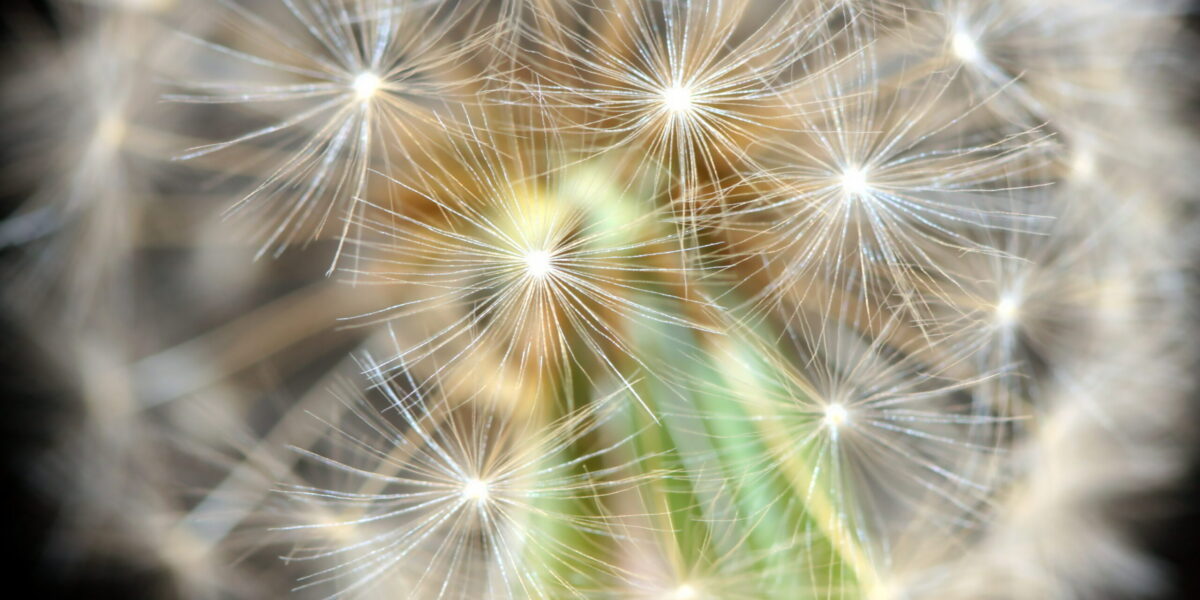 dandelion-details-1-1347366