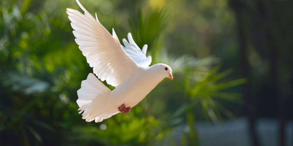 A dove