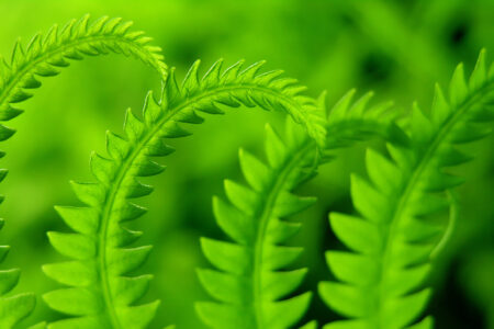 ferns-3-1405636