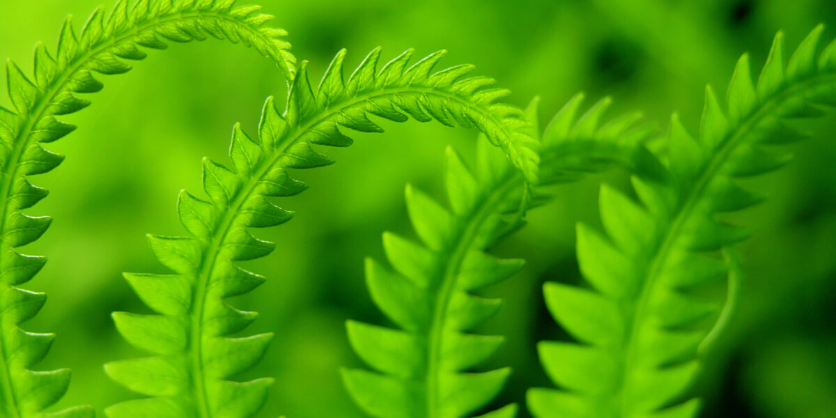 ferns-3-1405636