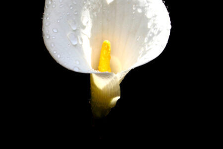 lily-alone-1564345-1920x2880