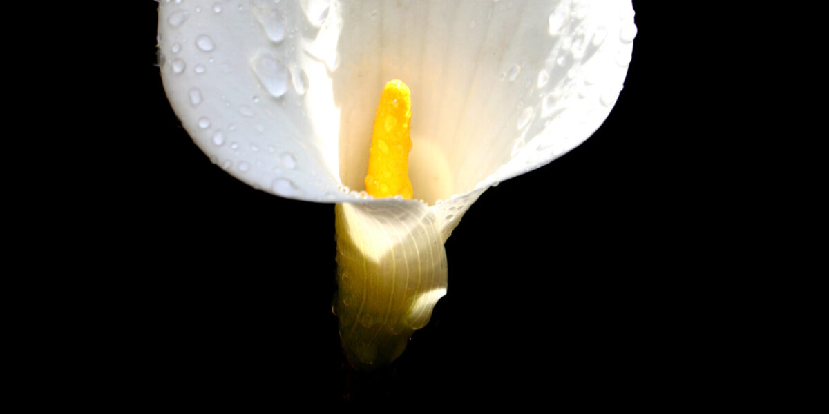 lily-alone-1564345-1920x2880