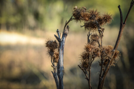 thistle-1331910-1920x1280