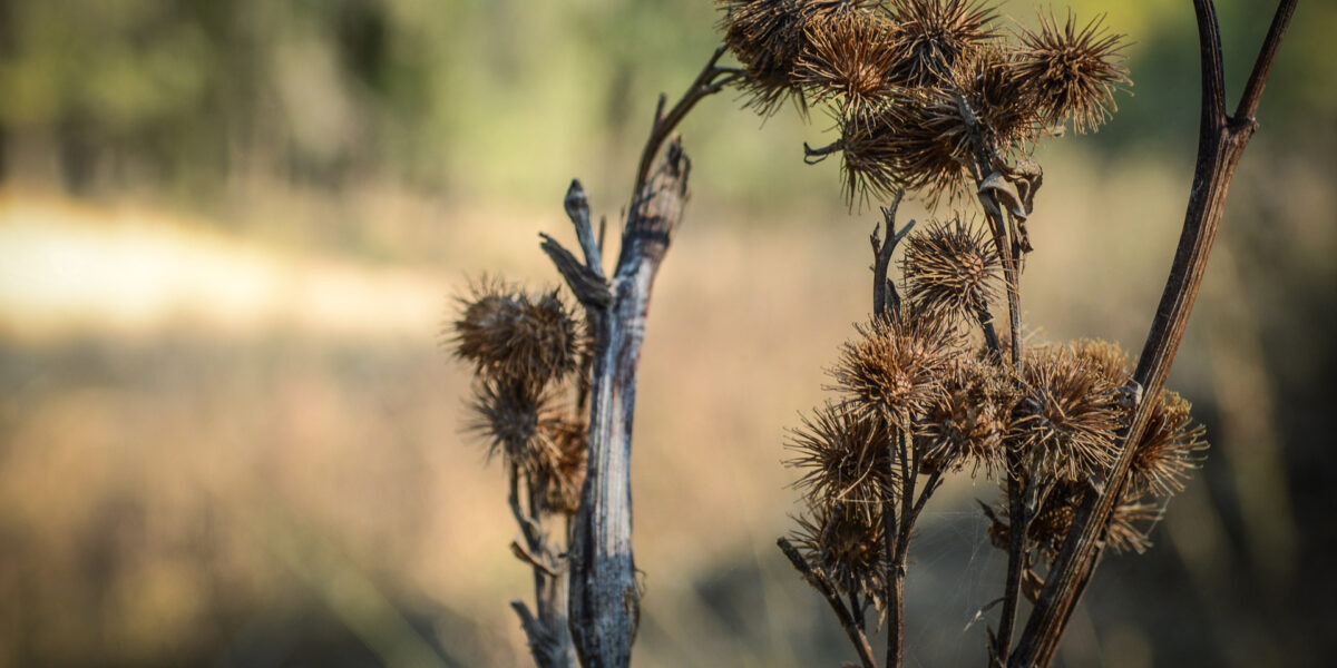 thistle-1331910-1920x1280